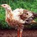 Guinea Fowl Chicken Hybrid