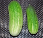 medium_cucumber.jpg