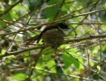 bird at kitchen close up.gif