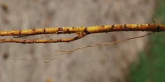 mulberry root 2 Web horizon.JPG