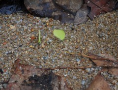 yellow butterfly web.JPG