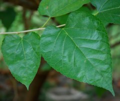 mulberry leaves Web.JPG