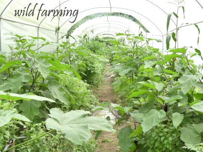 wild farming, sustainable agriculture, organic farming, 