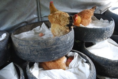 Free range layers, organic eggs, grassfed eggs, used tires, used tire nests, uses for used tires,