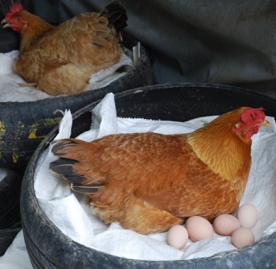 free range layers,organic eggs,grassfed eggs,used tires,used tire nests,uses for used tires
