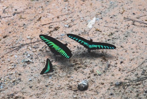 raja brooke w common jay Web.JPG