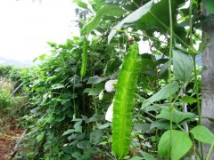 lovely angled beans Web.JPG