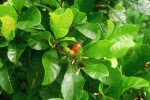 miracle berry fruit1.gif