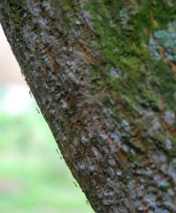 red ants marching up trunk Web.JPG