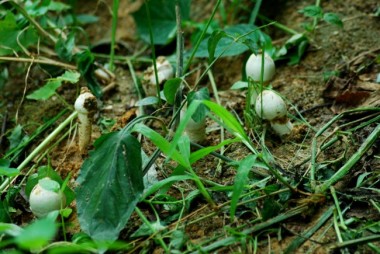 wildcrafted food, solanum nigrum, daun meranti, 