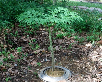 amorphophallus  prainii,pokok ubi lekir,loki,ubi kekek,calcium oxalate,cytotoxic plants,hepatoprotective plants