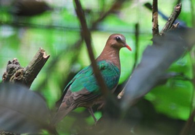 punai tanah, emerald dove, starling, asian glossy starling, tailor bird, bulbul, yellow vented bulbul, bird sanctuary, 