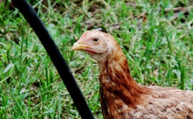 Free-range poultry, organic chicken farming, necropsy, poultry disease identification, chicken diseases,