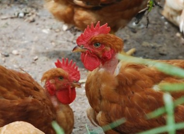 Free-range poultry, organic chicken farming, necropsy, poultry disease identification, chicken diseases,