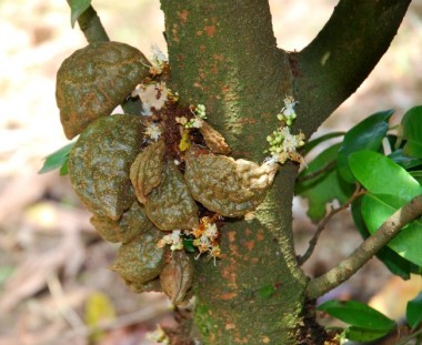 nam nam, katak puru, Cynometra cauliflora, rare fruits, heritage fruits, 