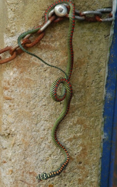 snakes in farming,paradise tree snake,malayan krait,blue krait