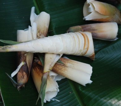 rebung masak lemak,bamboo shoots,slow food