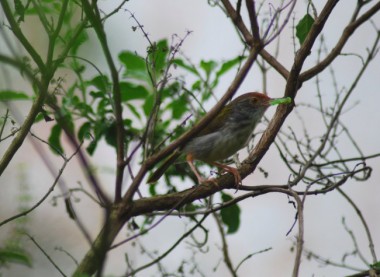 punai tanah, emerald dove, starling, asian glossy starling, tailor bird, bulbul, yellow vented bulbul, bird sanctuary, 