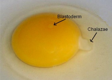 organic eggs, free range eggs, blastoderm, chalazae, 