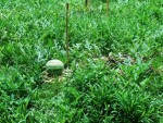 watermelon fruit in weeds Web.JPG