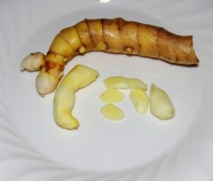 curcuma mangga1_CU_WEB.JPG