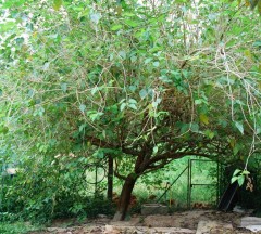 mulberry tree 2 Web.JPG