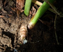 curcuma mangga rhizome Web.JPG