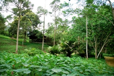 agro forestry, permaculture, meranti, nyatoh, pulai, rain trees, 