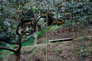 durians,organic durian,sustainable durian farm,organic durian farm