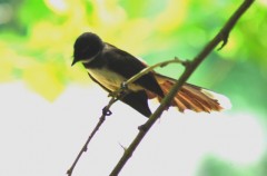 fantail close up Web.JPG