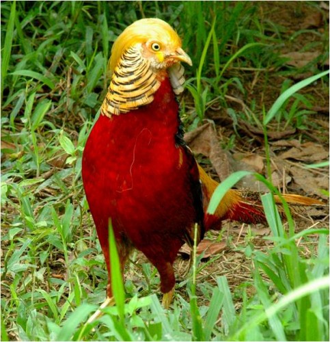 golden pheasant.jpg