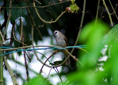 punai tanah, emerald dove, starling, asian glossy starling, tailor bird, bulbul, yellow vented bulbul, bird sanctuary, 