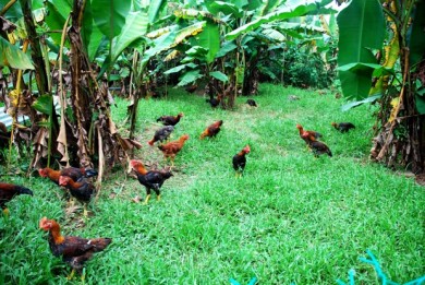 grass fed chicken,pastured chicken,free-range chicken,organic chicken,omega 6: omega 3 ratio,omega 3,dha,ayam kampung,cornish crosses,kabir,sasso