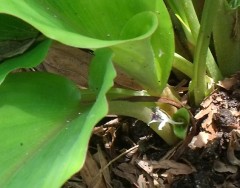 kunyit hitam flower Web.JPG