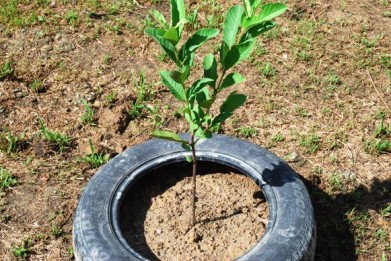 marcotting,air layering,lemon,organic farming,permaculture