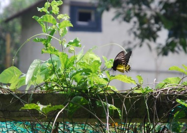 common yellow birdwing butterfly,troides helena,rare butterflies