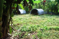 hoop house Web.JPG