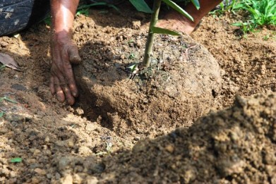 marcotting, air layering, lemon, organic farming, permaculture, 