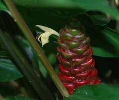 lempoyang close up flower 1 Web.JPG