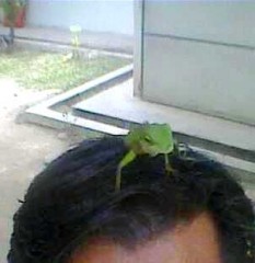 wild birds,taming wild birds,green crested lizard