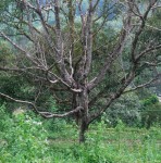 dead tree from borers.JPG