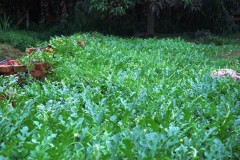 watermelon raised bed Web 1.JPG