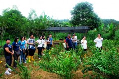 food forest1Web.JPG