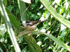 fantail closeupWeb.JPG