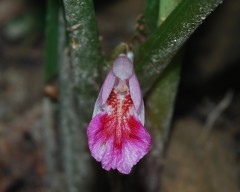 kunci close up flower 2 Web.JPG