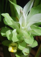 kunyit flower close up 2.JPG