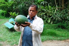 fine organic gallery, organic watermelon, raised beds,