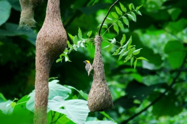 weaver birds,weaver bird nests,ploceus philippinus,burung tempua,baya weaver,co-existing with nature