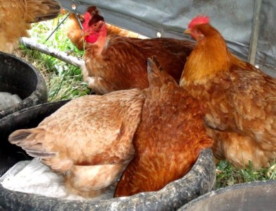 free range layers,organic eggs,grassfed eggs,used tires,used tire nests,uses for used tires