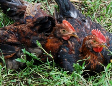 Free-range poultry, organic chicken farming, necropsy, poultry disease identification, chicken diseases,